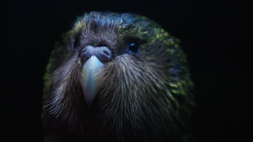 Close up of an owl parrots head