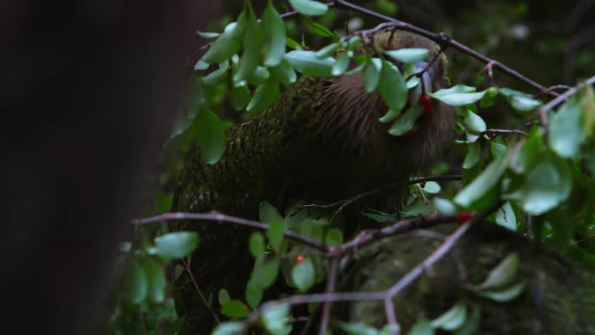 Birds in a tree picking fruit