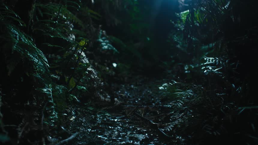 The forest is dark and lush with plants