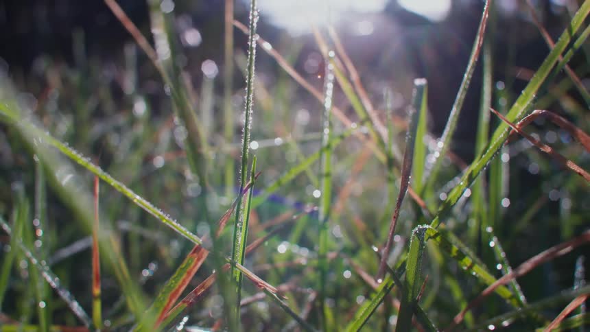 Plants in a meadow with frost during the day