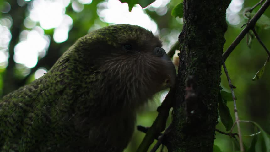 A bird is eating something that is stuck to the stem of a thin tree