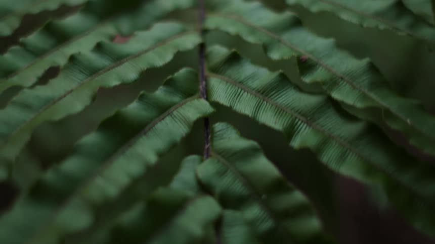 Closeup of the leaves of a plant in a forest