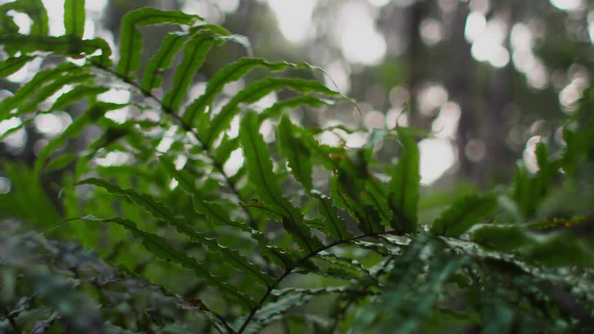 Closeup of a fern in the midst of a natural forest