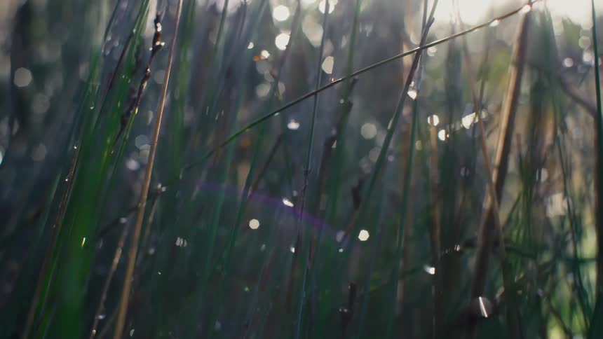 Closeup of grass with water drops during a sunny morning