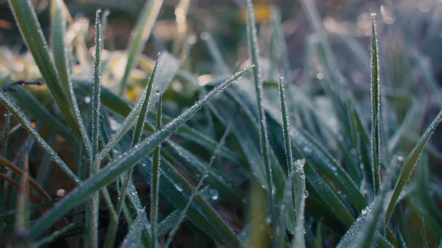 Plants with frost during the morning