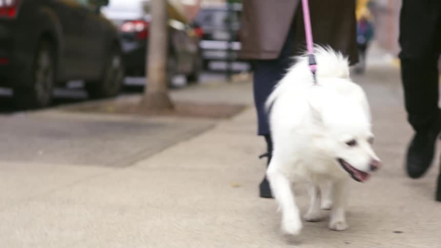 Man and woman walking through the city with their dog on a leash