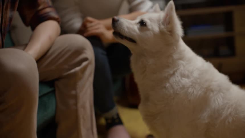 Man sitting in living room gives dog treats as the animal does tricks