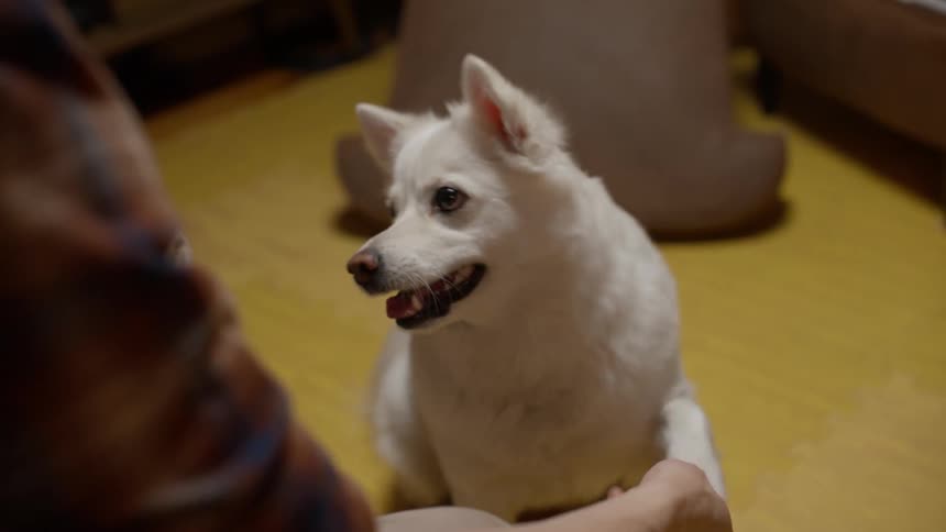 A dog obeying a persons commands