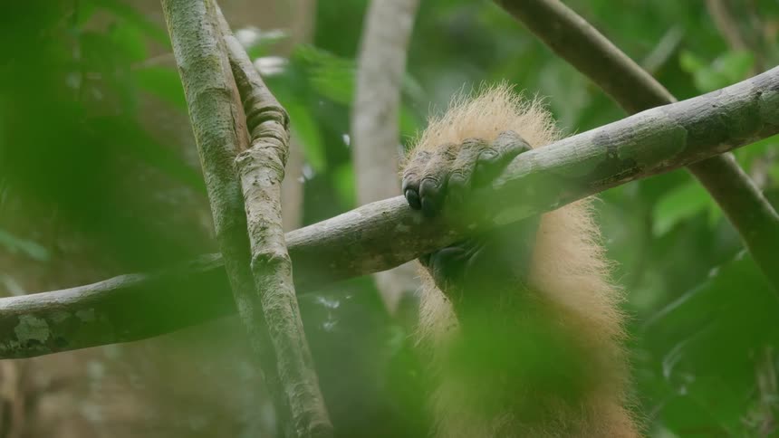 Paw of an orangutan gripping a branch in the forest