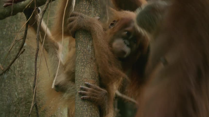 Two monkeys climbing a tree at midday