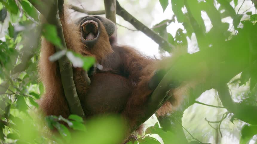 Monkey in a tree yawning