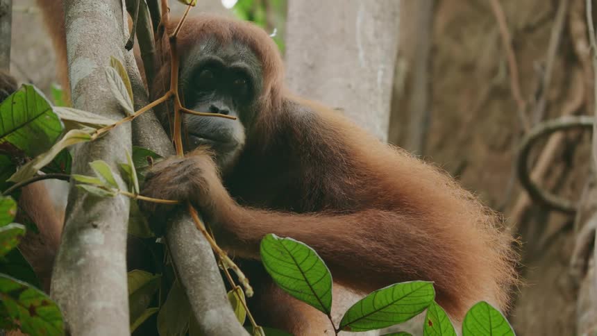 Orangutan in the tree amidst the forest