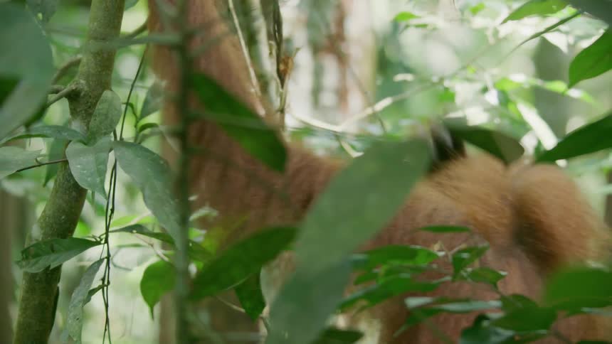 An orangutan moving through the trees in a jungle on a sunny day