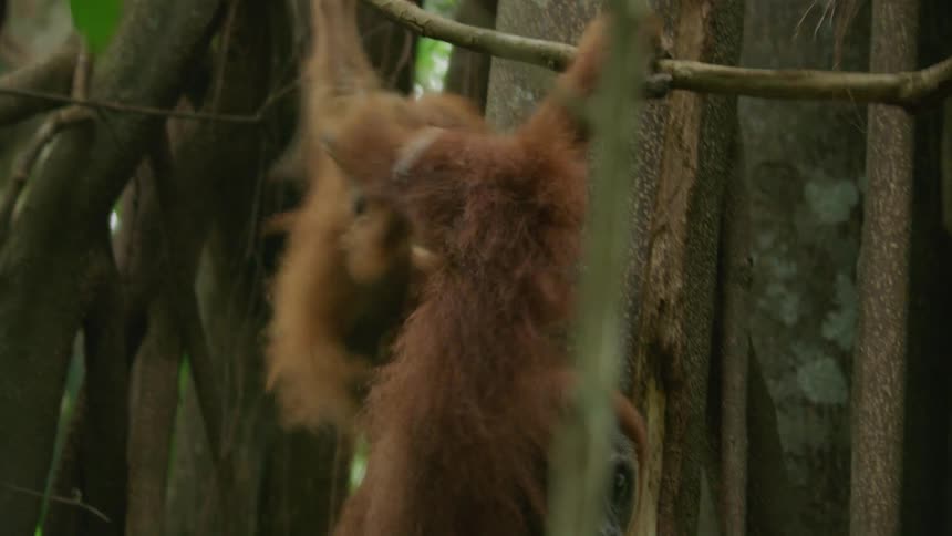 Mother orangutan assisting her offspring to navigate through trees using vines
