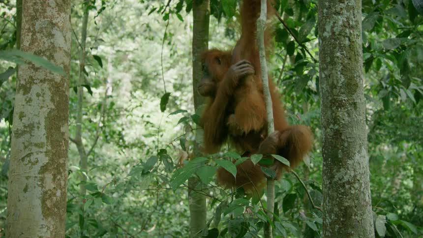Mother monkey grabbing her baby clinging to a vine