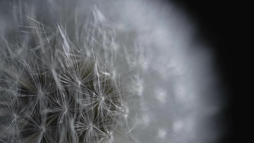 Extreme close up in taraxacun
