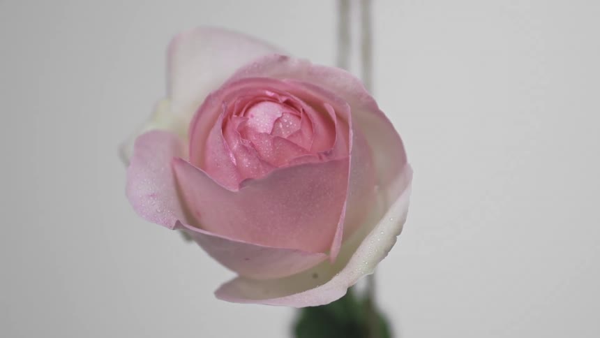 Closeup of a white flower with a pink center