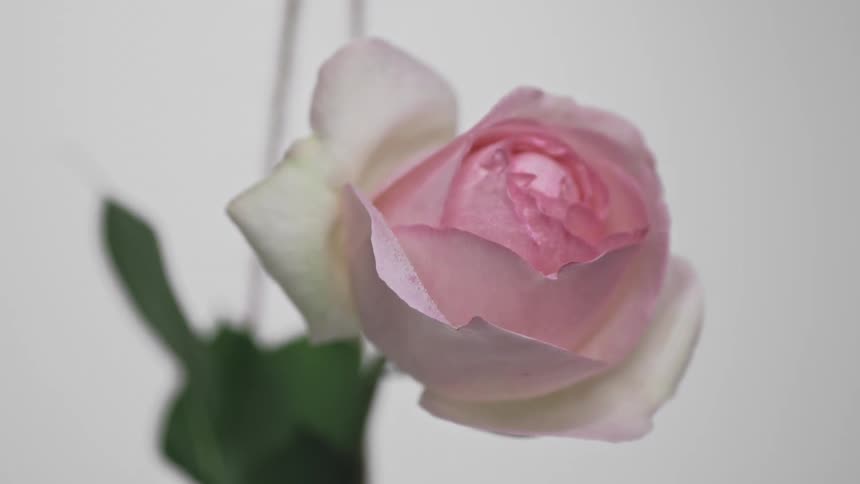 A closeup of a pink garden rose