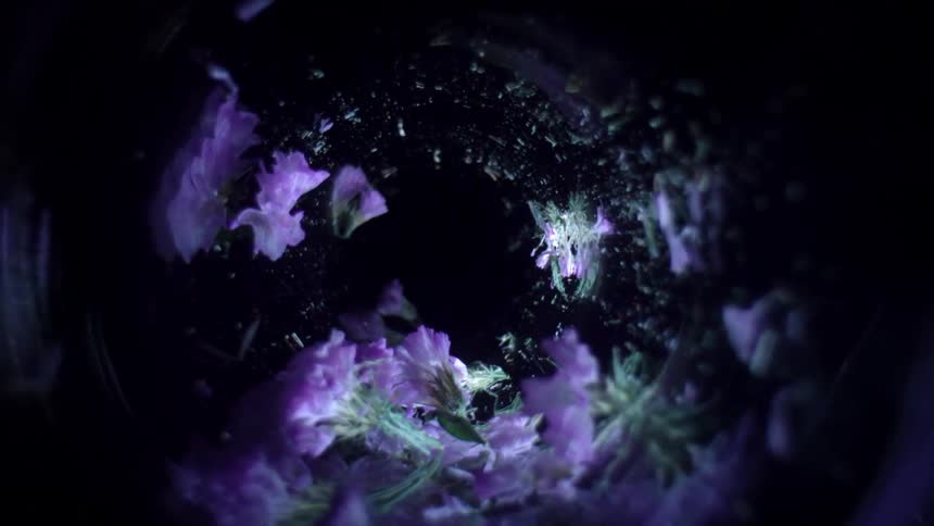 Purple flowers spiral down to the camera