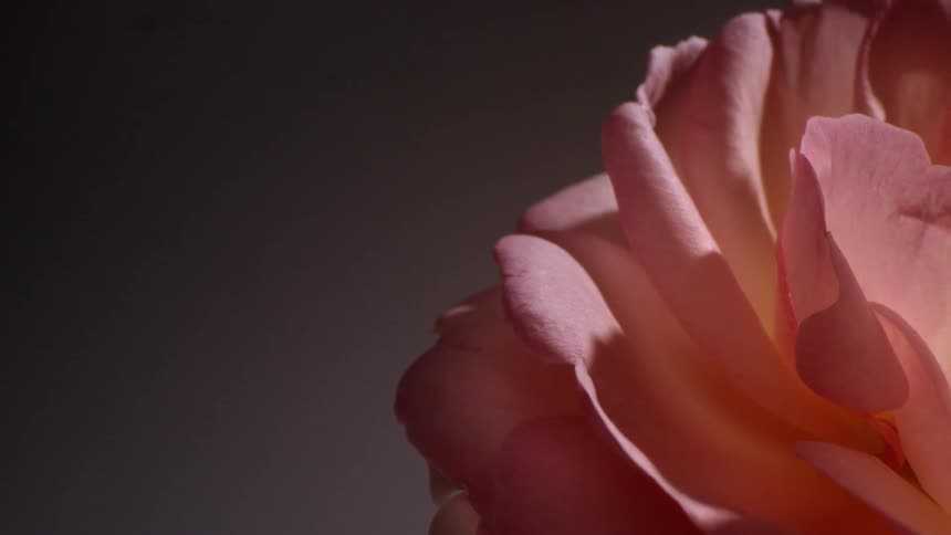 Petals of a rose flower in still life
