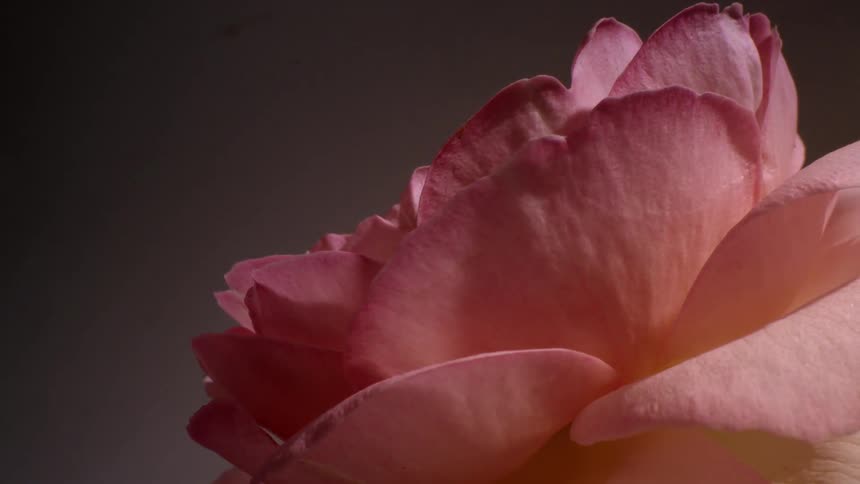 Close up of the pink petals of a rose