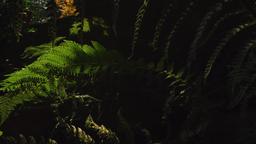Various plants with green leaves and a shadow over them