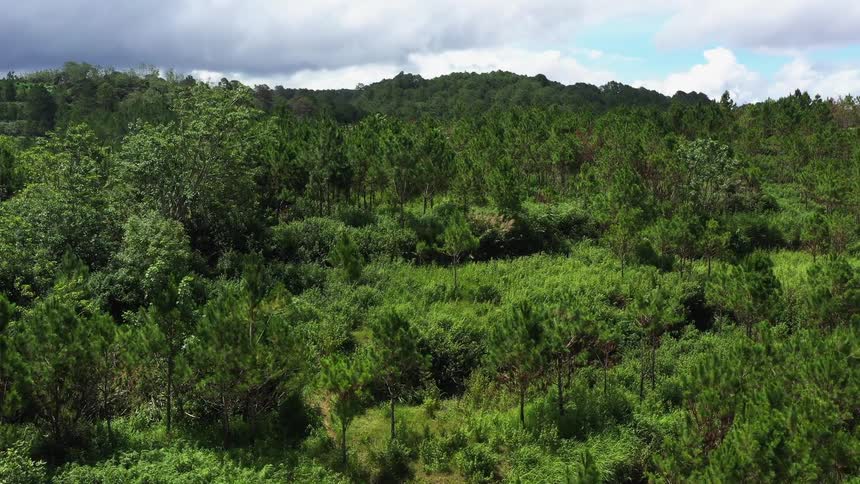 Aerial view of green forest and cloudy sky