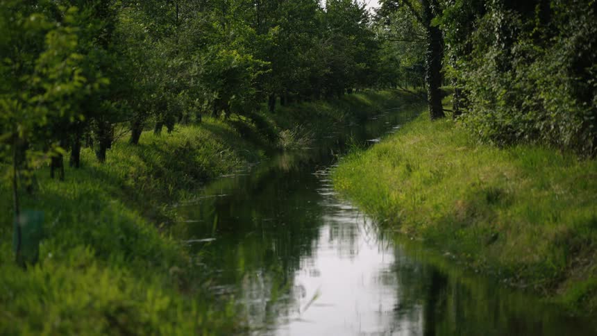 A stream flows between banks of green grass through a forest