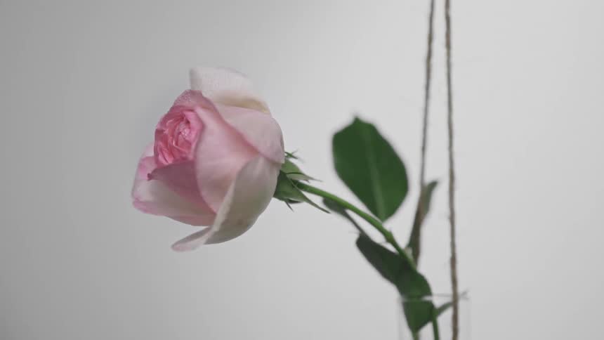 Pink rose partially opened with green leaves on the stem