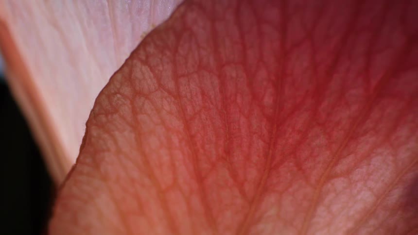 Petals of a pink flower with texture