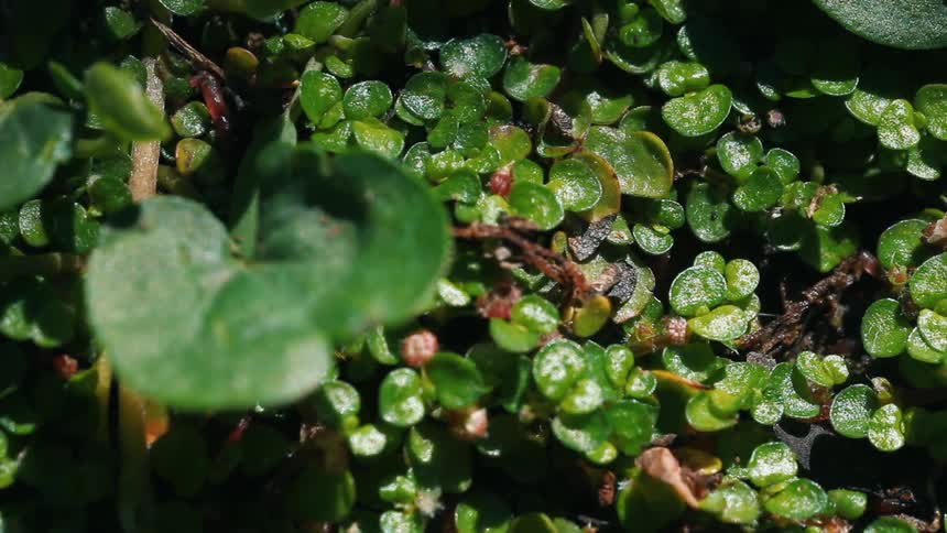 Small plants on the ground during sunny morning