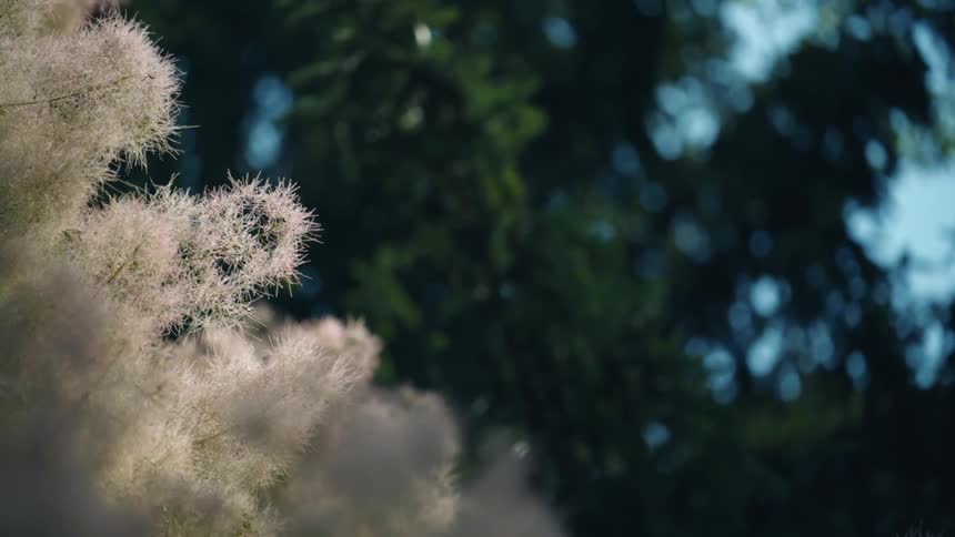 Closeup of a plant with white pores