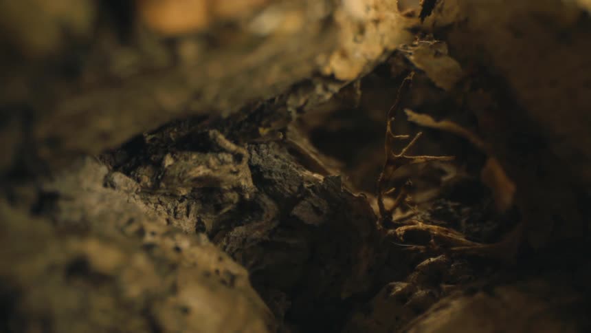An earthy soil with several dry leaves
