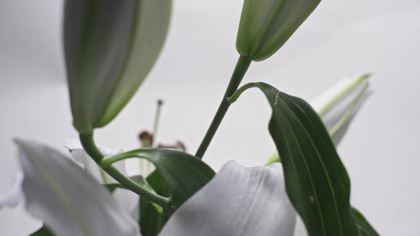 Flower buds on stems and an open flower with white petals