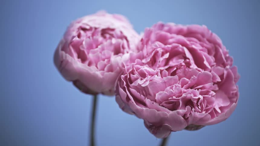 Close up of two chinese peonies against the blue sky