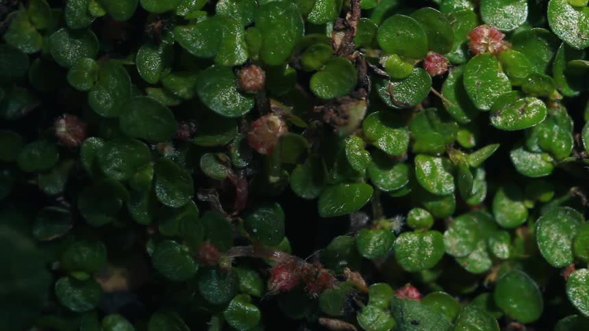 Round green leaves of a baby tears plant look wet and shiny