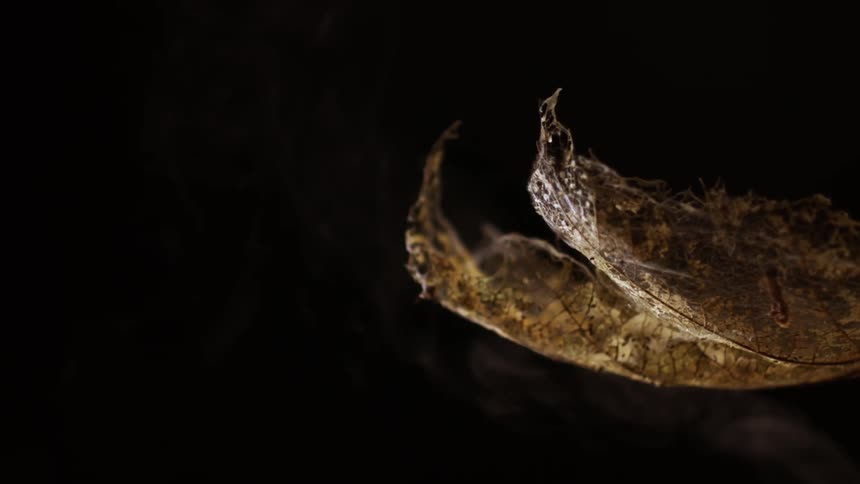 Extreme closeup of a leaf falling in slow motion