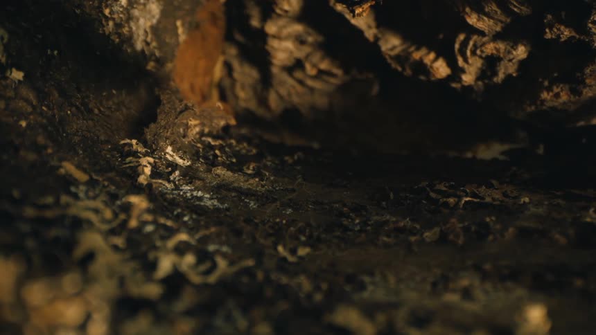 The small cave is dark and full of shadows