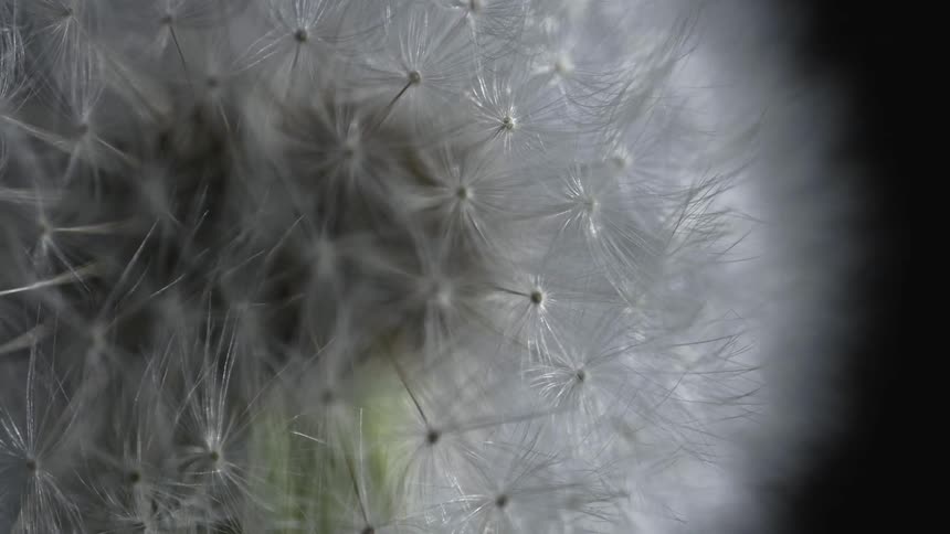 Close up of a dandelion flower