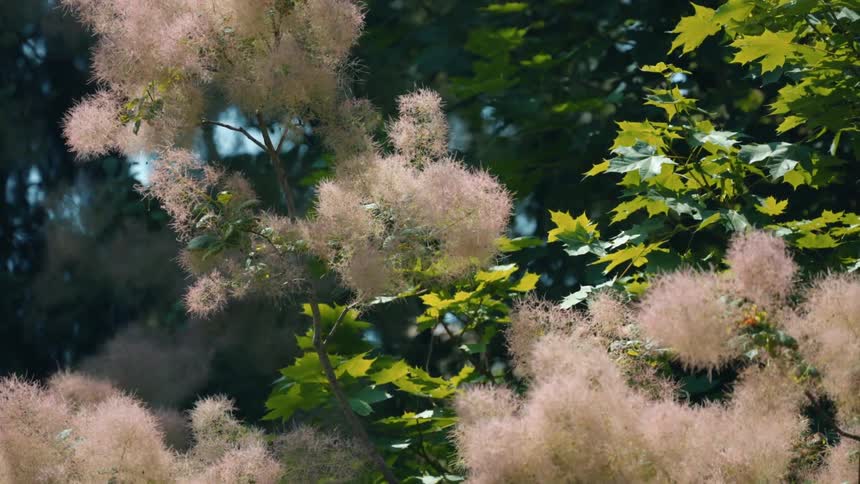 The wind blows the branches on the tree