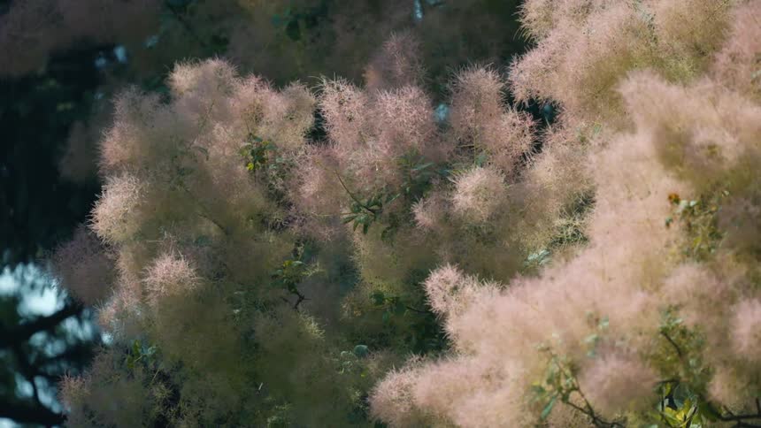 White flowers are on the tree