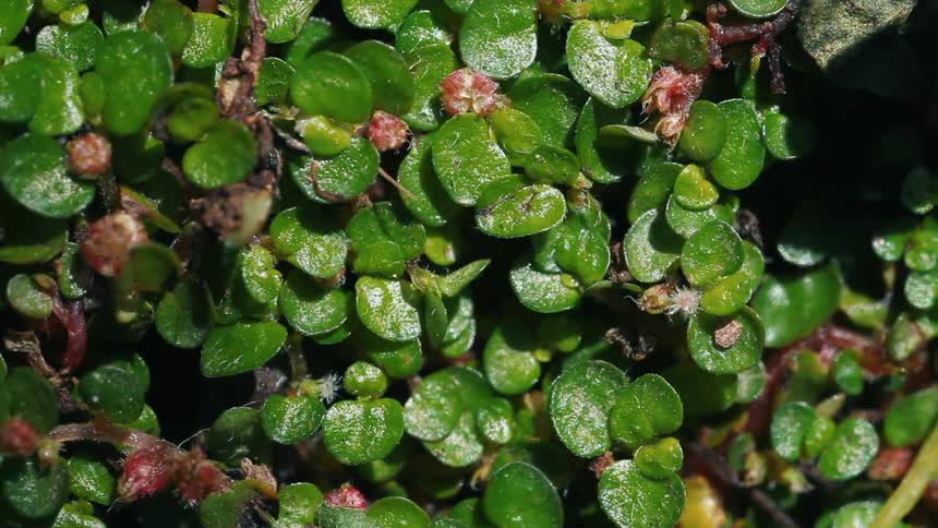 The bush has small leaves and flowers