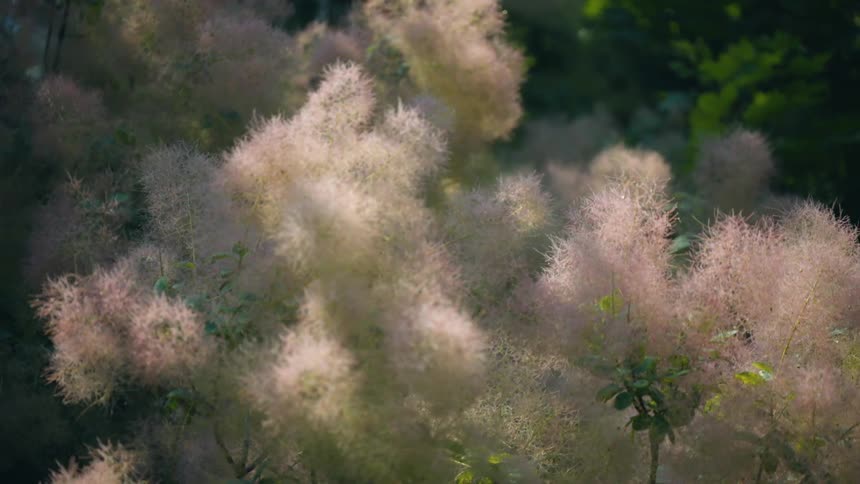 Closeup on a plant and flower with solar reflection