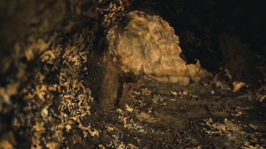 A jagged golden and dark brown cave interior and wall