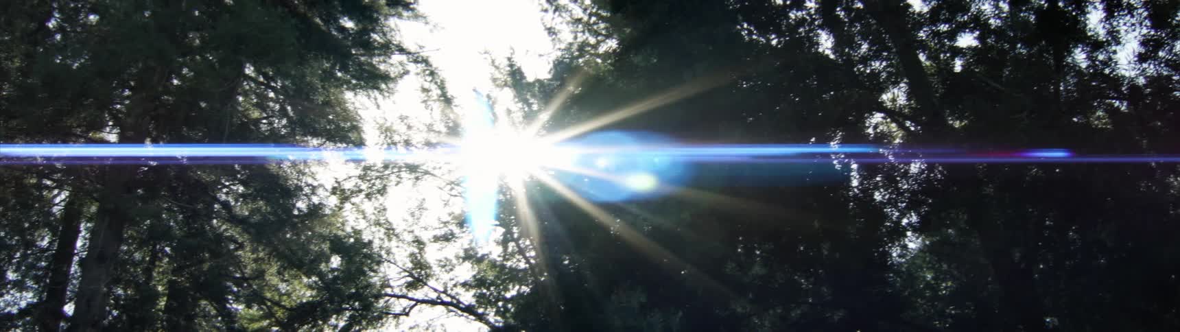 The sun is shining in through the branches of the tall trees