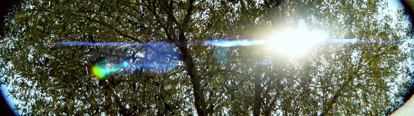The leaves partially block the sun in the clear sky