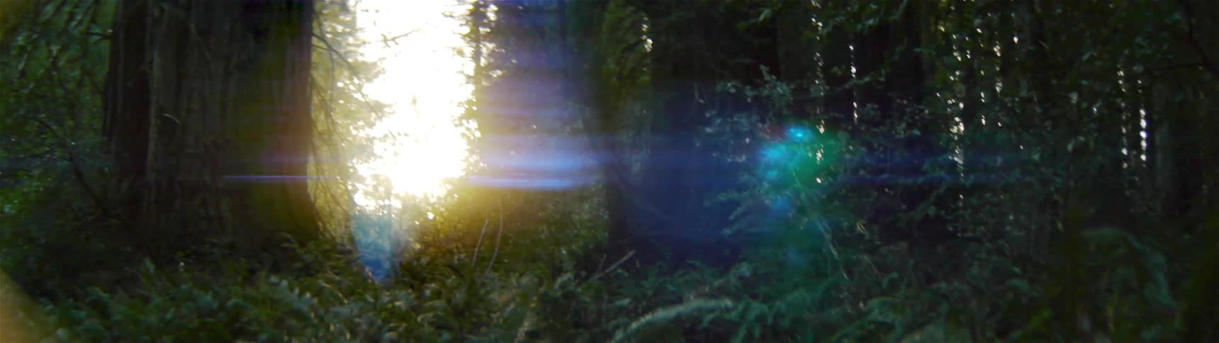 The sun is coming in between the trees