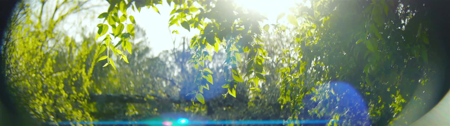 Light shines in through the leaves hanging