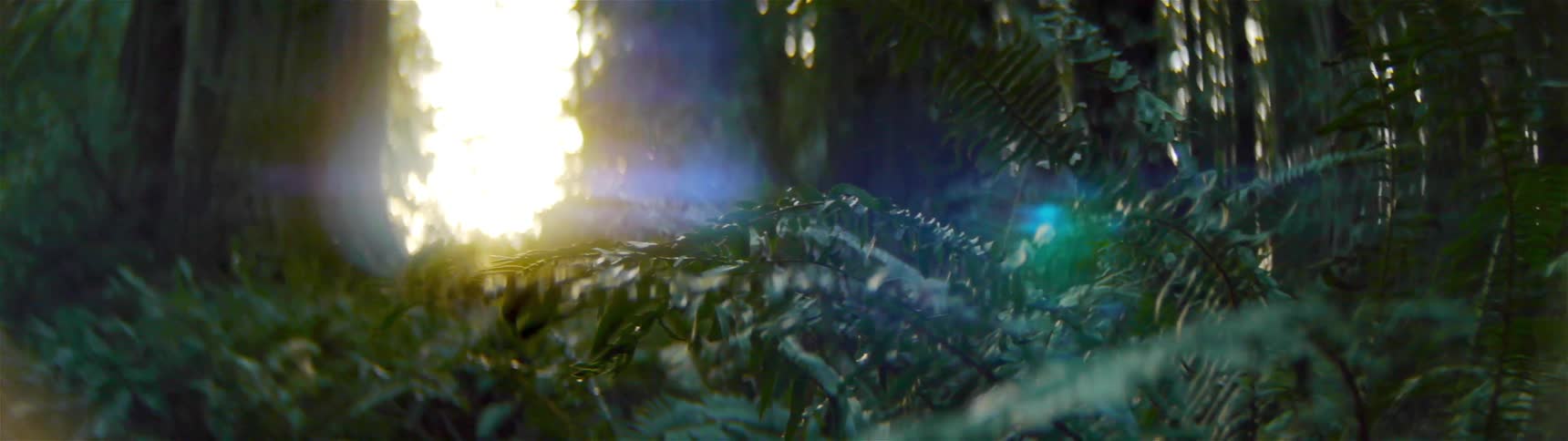 The sun shines through a break in the trees of a forest