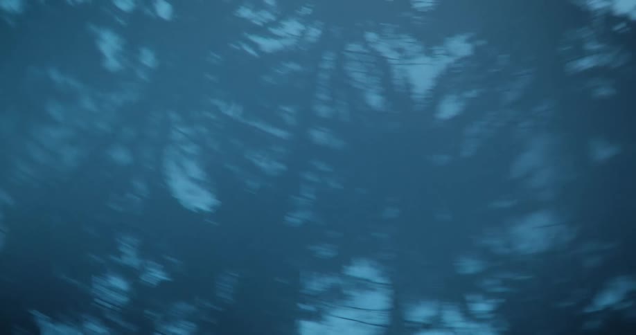 The forest is filled with fog